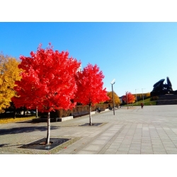 Nasiona Klon czerwony oryginał szt.5 Nxx652