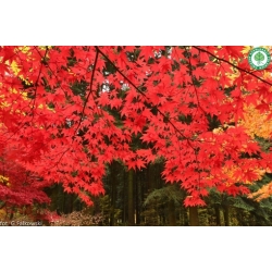 Nasiona Klon czerwony oryginał szt.5 Nxx652