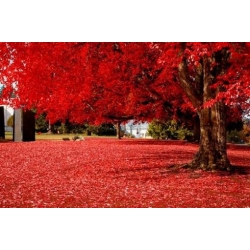 Nasiona Klon czerwony oryginał szt.5 Nxx652