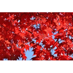 Nasiona Klon czerwony oryginał szt.5 Nxx652