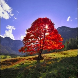 Nasiona Klon czerwony oryginał szt.5 Nxx652