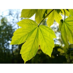 nasiona Klon jawor Acer pseudoplatanus szt5 Fore174