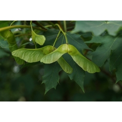 nasiona Klon jawor Acer pseudoplatanus szt5 Fore174