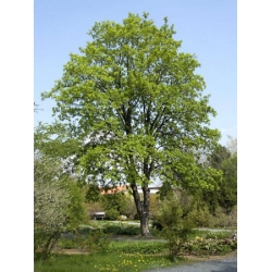 nasiona Klon jawor Acer pseudoplatanus szt5 Fore174