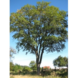 nasiona Klon jawor Acer pseudoplatanus szt5 Fore174