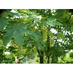 nasiona Klon jawor Acer pseudoplatanus szt5 Fore174