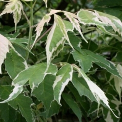 nasiona Klon jesionolistny Acer negundo szt5 Fore172