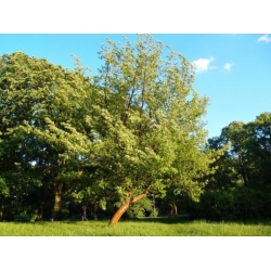 nasiona Klon jesionolistny Acer negundo szt5 Fore172