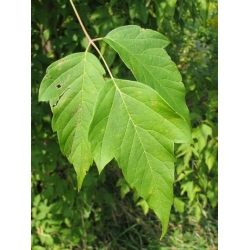 nasiona Klon jesionolistny Acer negundo szt5 Fore172