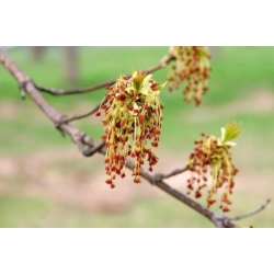 nasiona Klon jesionolistny Acer negundo szt5 Fore172