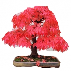 Nasiona Klon na bonsai mix szt.10 N129