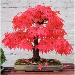Nasiona Klon bonsai mix  szt.10 Nxx129