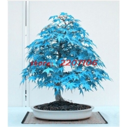 Nasiona Klon bonsai mix  szt.10 Nxx129