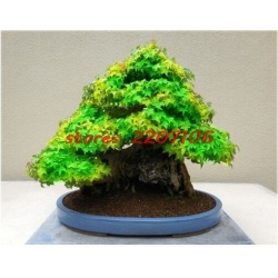 Nasiona Klon bonsai mix  szt.10 Nxx129