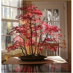 Nasiona Klon bonsai mix  szt.10 Nxx129