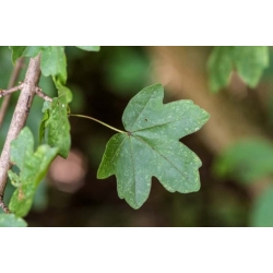 nasiona Klon polny Acer campestre szt5 Fore171