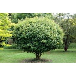 nasiona Klon polny Acer campestre szt5 Fore171