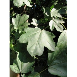 nasiona Klon polny Acer campestre szt5 Fore171