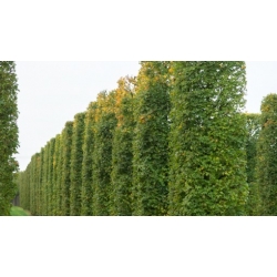 nasiona Klon polny Acer campestre szt5 Fore171