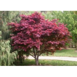 nasiona Klon polny Acer campestre szt5 Fore171