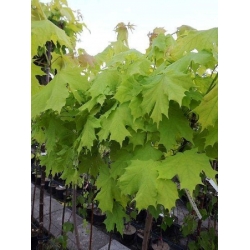 nasiona Klon pospolity Acer platanoides szt5 Fore173