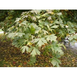 nasiona Klon pospolity Acer platanoides szt5 Fore173