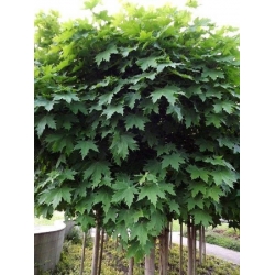nasiona Klon pospolity Acer platanoides szt5 Fore173