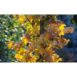 nasiona Klon pospolity Acer platanoides szt5 Fore173