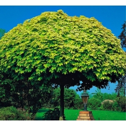 nasiona Klon pospolity Acer platanoides szt5 Fore173