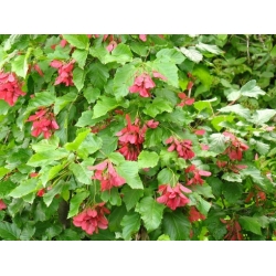 nasiona Klon tatarski Acer tataricum szt5 Fore175