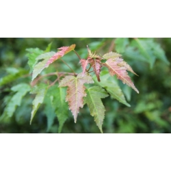 nasiona Klon tatarski Acer tataricum szt5 Fore175