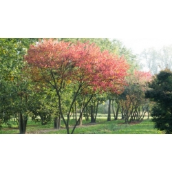 nasiona Klon tatarski Acer tataricum szt5 Fore175