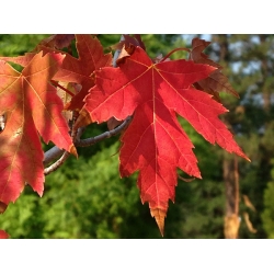 nasiona Klon tatarski Acer tataricum szt5 Fore175
