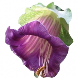 Nasiona Kobea pnąca szt.3 N438