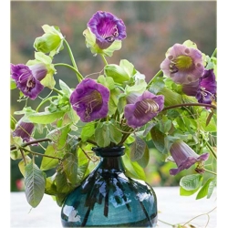 Nasiona Kobea pnąca szt.3 Nxx438