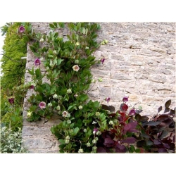 Nasiona Kobea pnąca szt.3 Nxx438