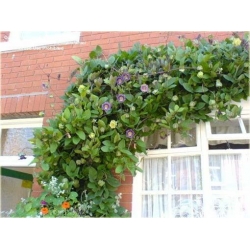 Nasiona Kobea pnąca szt.3 Nxx438