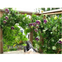 Nasiona Kobea pnąca szt.3 Nxx438