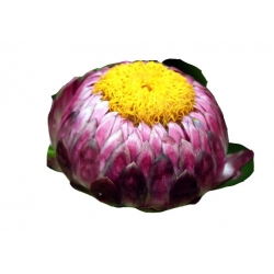 Nasiona Kocanka mix szt.5 N182