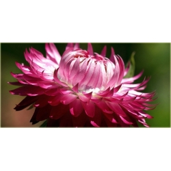 Nasiona Kocanka mix szt.10 Nxx182