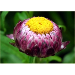 Nasiona Kocanka mix szt.10 Nxx182