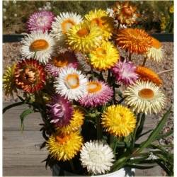 Nasiona Kocanka mix szt.10 Nxx182