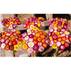 Nasiona Kocanka mix szt.10 Nxx182