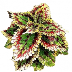 Nasiona Koleus mix szt5 N77