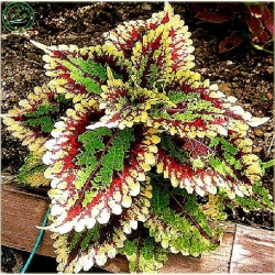 Nasiona Koleus mix szt5 Nxx77