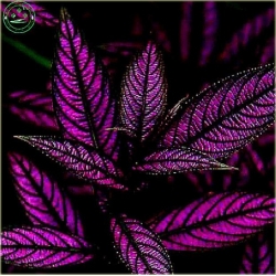 Nasiona Koleus mix szt5 Nxx77