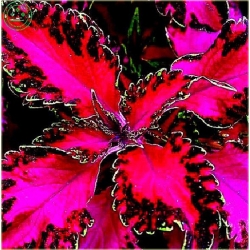 Nasiona Koleus mix szt5 Nxx77