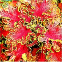 Nasiona Koleus mix szt5 Nxx77