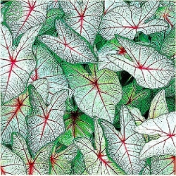 Nasiona Koleus mix szt5 Nxx77