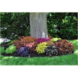 Nasiona Koleus mix szt5 Nxx77